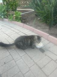 Found/Stray Female Cat last seen Valley view and firestone, Buena Park, CA 90620