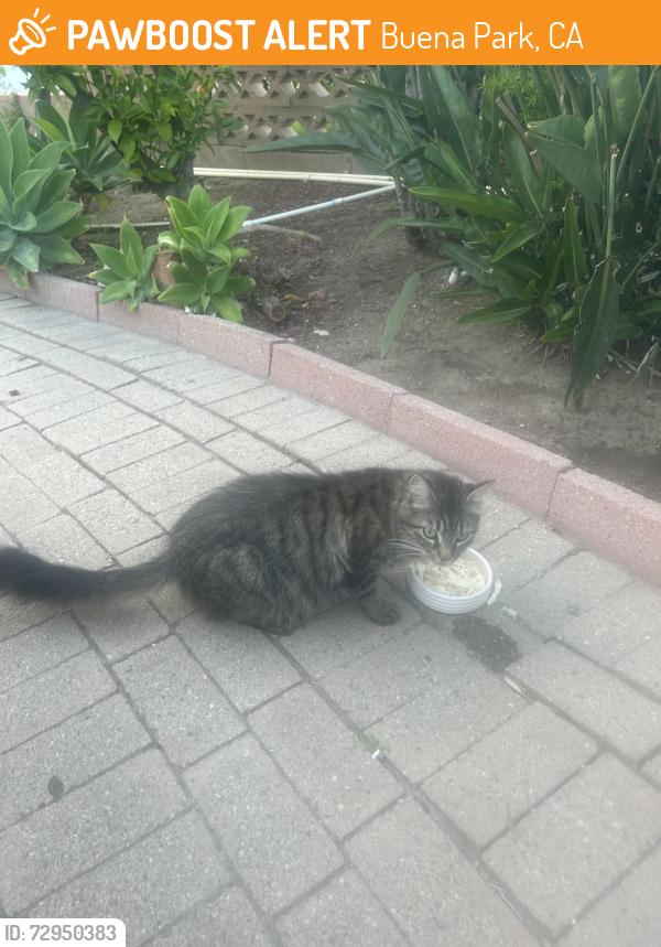 Found/Stray Female Cat last seen Valley view and firestone, Buena Park, CA 90620