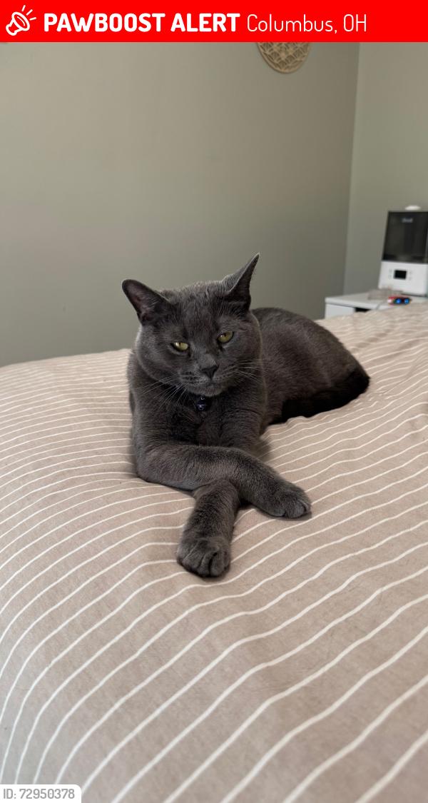 Lost Male Cat last seen Near rivermill drive, Columbus, OH 43220