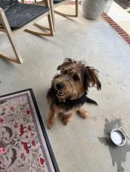 Reunited Male Dog last seen Elsie Ave and Conestee Ave, Greenville, SC 29605