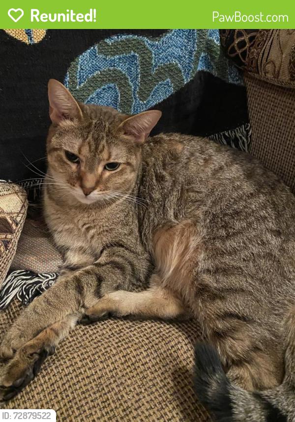 Reunited Female Cat last seen Monument Ave. and Custis, Woodbridge, VA, Woodbridge, VA 22191