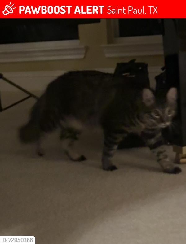 Lost Male Cat last seen Near Vista Oaks Ln, Saint Paul, TX 75098