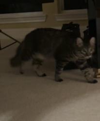 Lost Male Cat last seen Near Vista Oaks Ln, Saint Paul, TX 75098