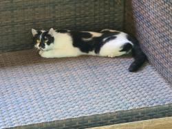Found/Stray Unknown Cat last seen Cummings Dr and Blaney Ave , North Richland Hills, TX 76180