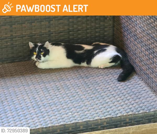 Found/Stray Unknown Cat last seen Cummings Dr and Blaney Ave , North Richland Hills, TX 76180