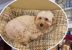Reunited Unknown Dog last seen In a mobile home , Garden Grove, CA 92844