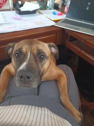 Reunited Female Dog last seen Pleasant Grove , Lansing, MI 48910