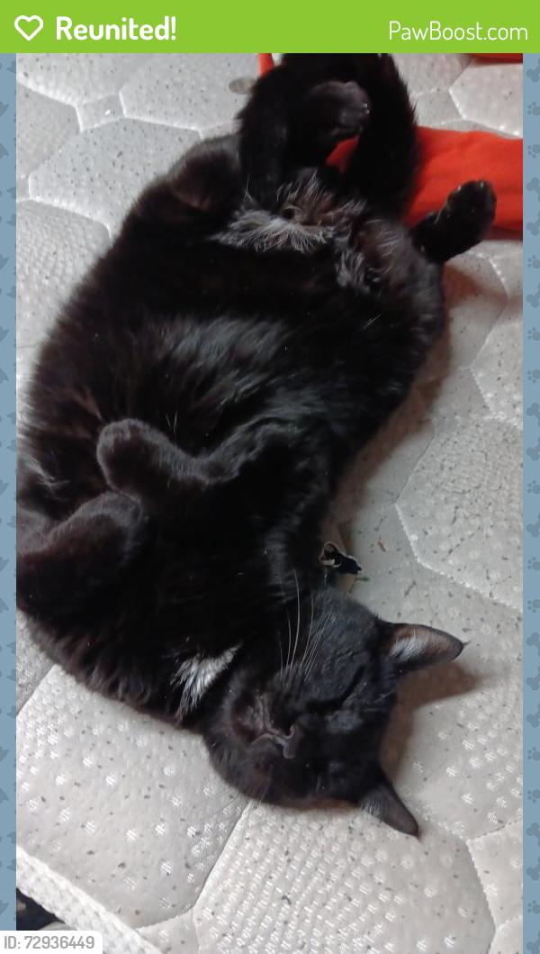 Reunited Male Cat last seen Marathon gas station near the blue bridge, Toledo, OH 43605