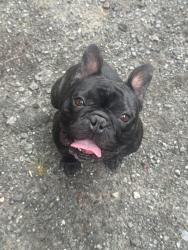 Found/Stray Male Dog last seen Beach high school , Savannah, GA 31405