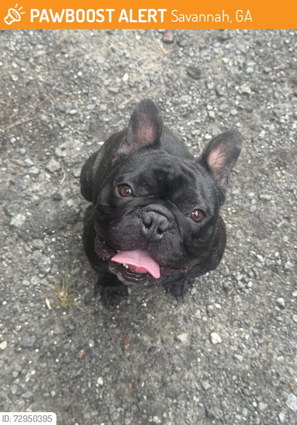 Found/Stray Male Dog last seen Beach high school , Savannah, GA 31405