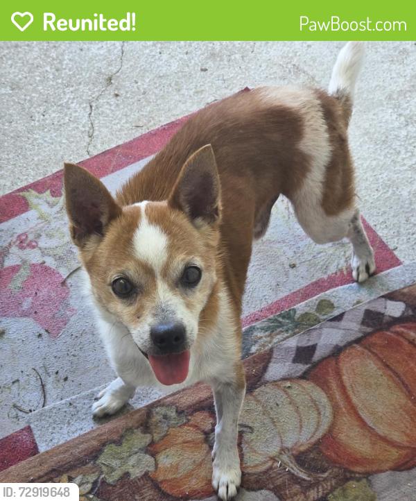 Reunited Male Dog last seen Medina Base Rd and Five Palms, San Antonio, TX 78242