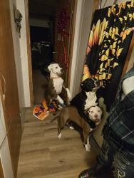 Lost Male Dog last seen 1rst street, Elizabethtown, KY 42701