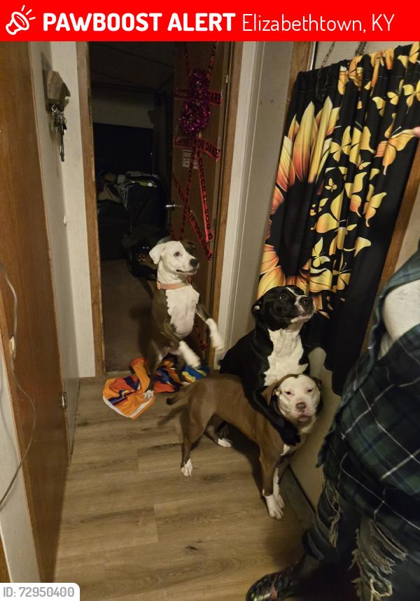 Lost Male Dog last seen 1rst street, Elizabethtown, KY 42701