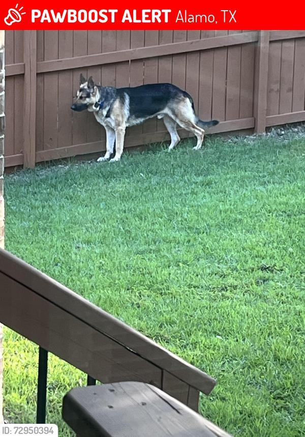 Lost Male Dog last seen Near rd , Donna, TX 78537
