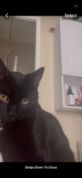 Lost Male Cat last seen Steep West 7th street hill, Alton IL, Alton, IL 62002