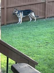 Lost Male Dog last seen Near rd , Donna, TX 78537