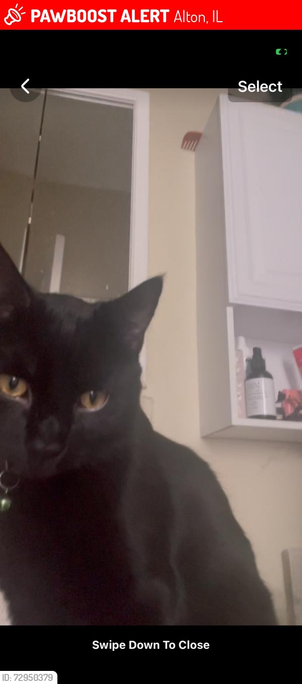 Lost Male Cat last seen Steep West 7th street hill, Alton IL, Alton, IL 62002