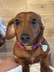 Reunited Female Dog last seen Via Mira mosa and wrangler, Murrieta, CA 92563