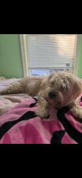 Lost Female Dog last seen 108th and Powell , Portland, OR 97266
