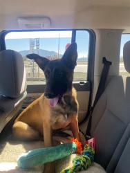 Lost Female Dog last seen Walker Ranch, Pueblo West, CO 81007
