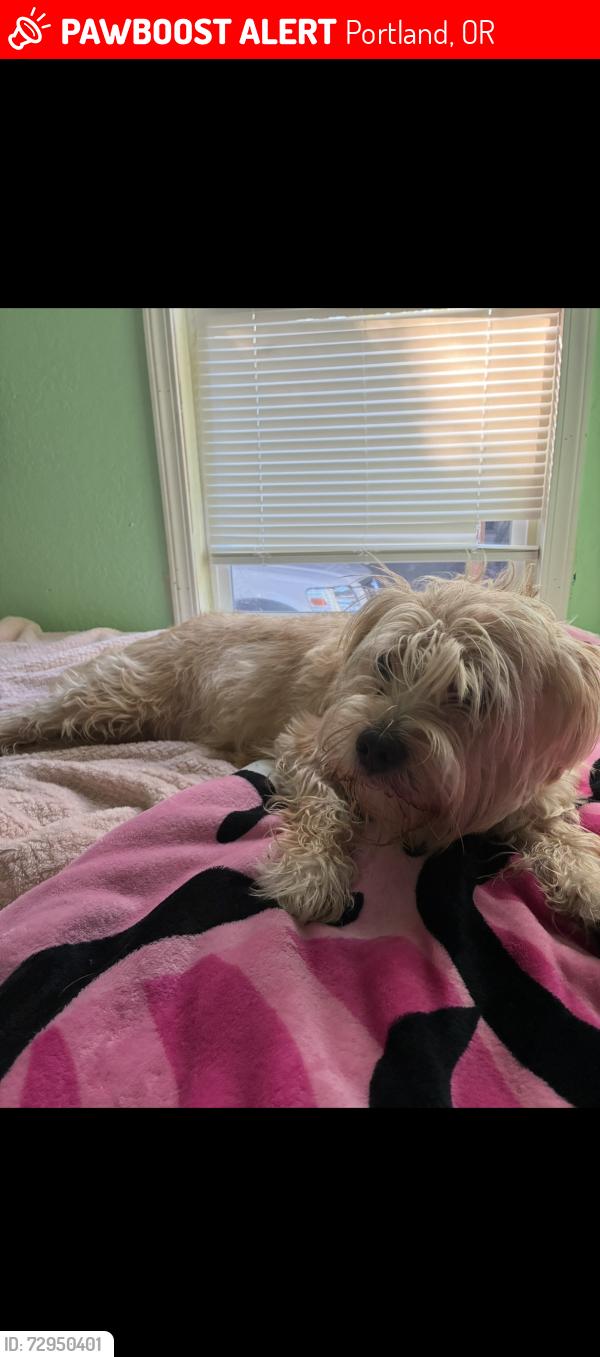Lost Female Dog last seen 108th and Powell , Portland, OR 97266