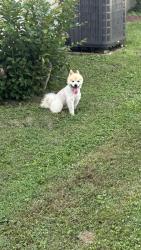Found/Stray Male Dog last seen Elm st, La Vergne, TN 37086