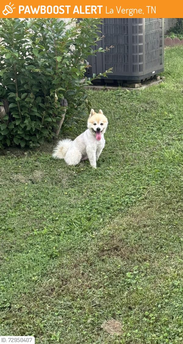 Found/Stray Male Dog last seen Elm st, La Vergne, TN 37086