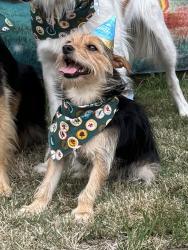 Reunited Male Dog last seen Near Pacific Ave, Tacoma, WA 98408, USA, Tacoma, WA 98408
