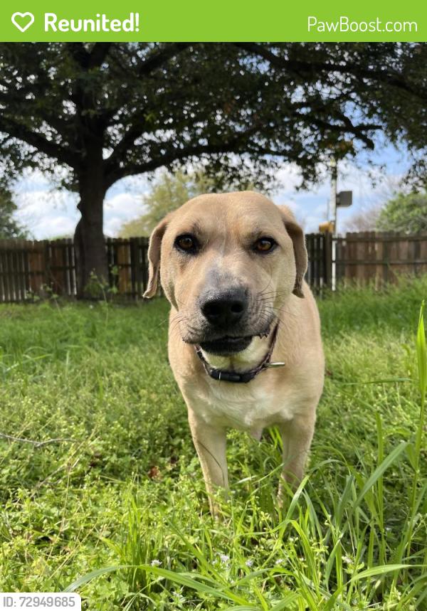 Reunited Male Dog last seen North bryan, Bryan, TX 77803