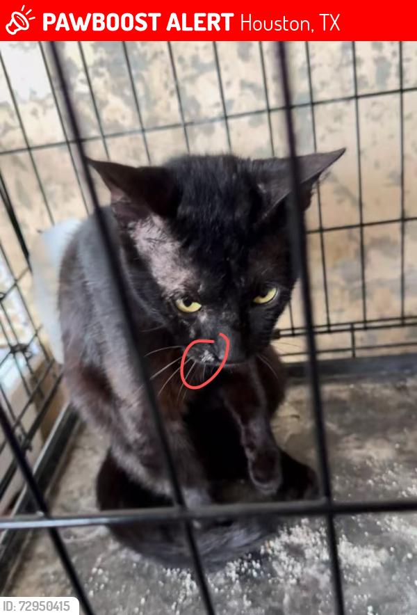 Lost Male Cat last seen Near Bellaire Blvd, Houston, TX 77036