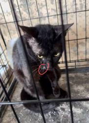 Lost Male Cat last seen Near Bellaire Blvd, Houston, TX 77036