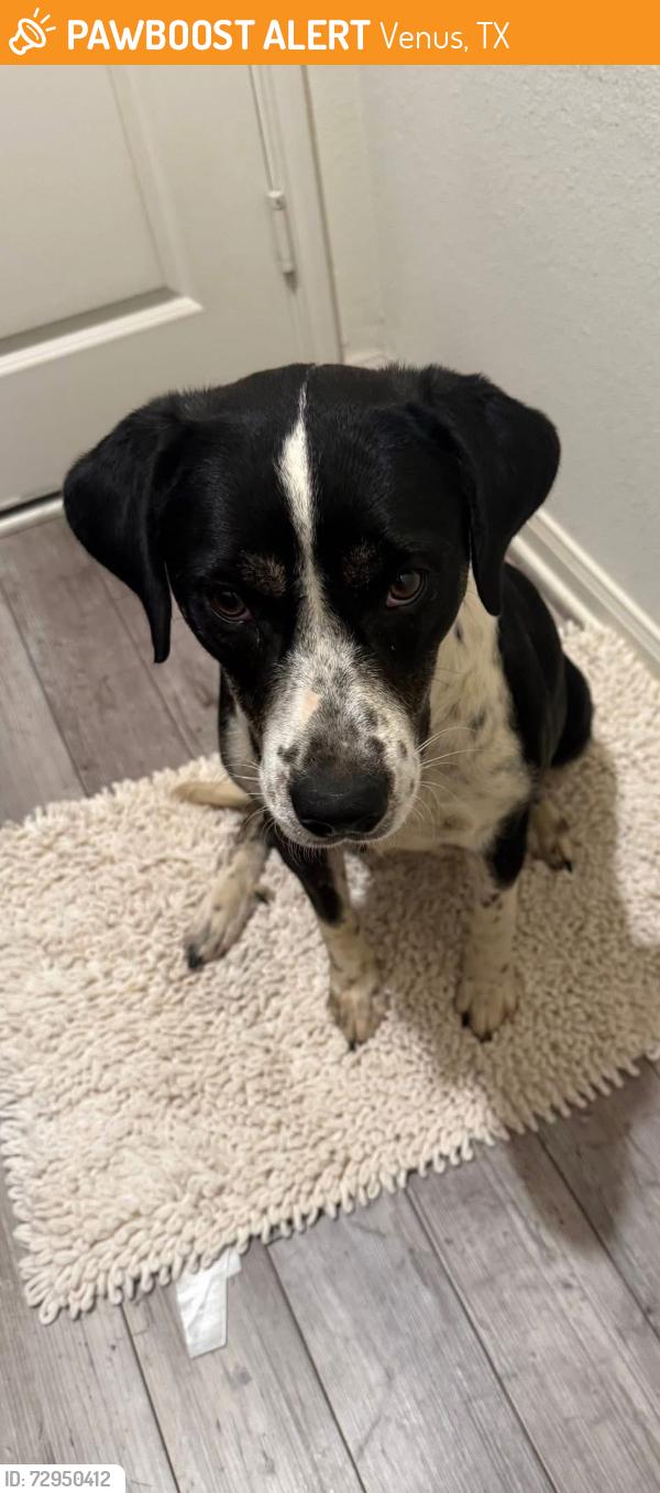Found/Stray Female Dog last seen Patriot ests, Venus, TX 76084