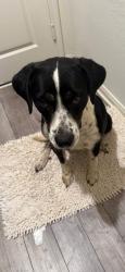 Found/Stray Female Dog last seen Patriot ests, Venus, TX 76084