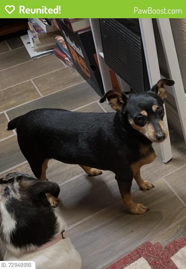 Reunited Female Dog last seen Corbin Drive and Collins, Arlington, TX 76002