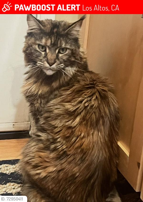 Lost Female Cat last seen Holly and McKenzie streets, Los Altos, CA 94024