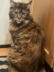 Lost Female Cat last seen Holly and McKenzie streets, Los Altos, CA 94024