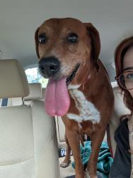 Found/Stray Male Dog last seen McBrien Rd and 1-24, Chattanooga, TN 37411