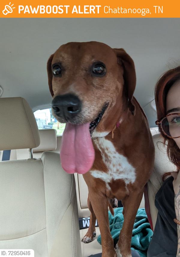 Found/Stray Male Dog last seen McBrien Rd and 1-24, Chattanooga, TN 37411