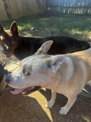 Reunited Male Dog last seen Timber Creek and walnut run rd, Memphis, TN 38018