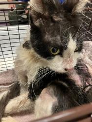 Shelter Stray Male Cat last seen Near BLK VIRGINIA CT, LONG BEACH, CA 90813, Long Beach, CA 90815