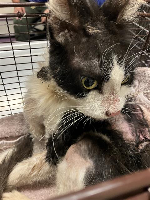 Shelter Stray Male Cat last seen Near BLK VIRGINIA CT, LONG BEACH, CA 90813, Long Beach, CA 90815
