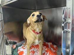 Shelter Stray Female Dog last seen DUMPED IN APA PLAY YARD, Brentwood, MO 63144