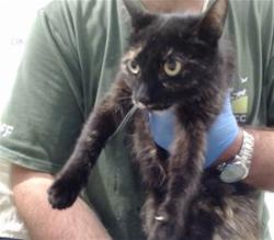 Shelter Stray Female Cat last seen , San Francisco, CA 94103