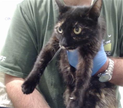 Shelter Stray Female Cat last seen , San Francisco, CA 94103