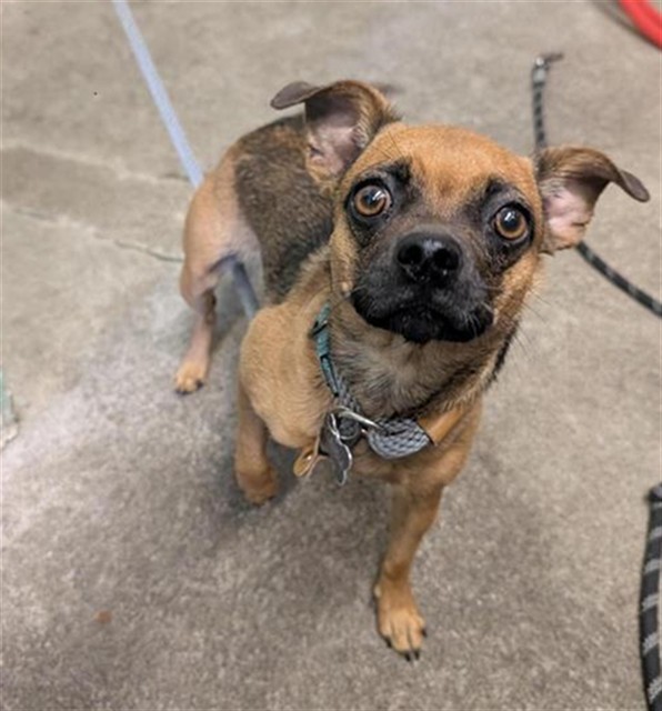 Shelter Stray Female Dog last seen TAMOSHANTER WAY & MEADOWVIEW RD, Sacramento, CA 95818