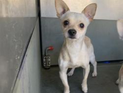 Shelter Stray Male Dog last seen MEADOWVIEW RD & DETROIT BLVD, Sacramento, CA 95818