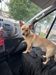 Lost Male Dog last seen Finesse dr, Decatur, GA 30032