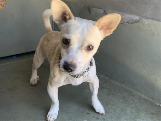 Shelter Stray Male Dog last seen MEADOWVIEW RD & DETROIT BLVD, Sacramento, CA 95818