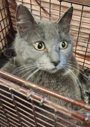 Shelter Stray Female Cat last seen MADRONE WOODS WY/CARRIAGE OAKS WY, 95843, Sacramento, CA 95827
