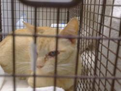Shelter Stray Female Cat last seen WHEATFIELD WY/COUNTRY PARK DR, 95828, Sacramento, CA 95827
